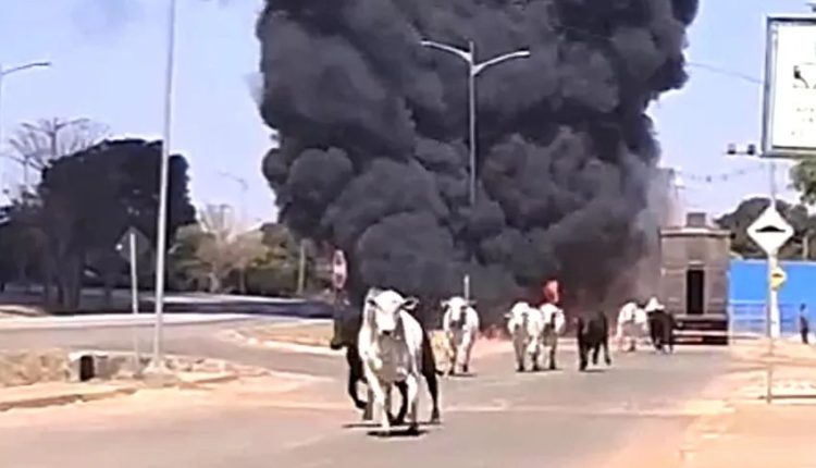 Vídeo: Carreta boiadeira pega fogo com 40 bois; imagens fortes