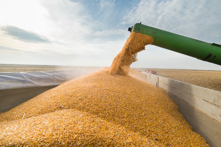 Brasil já colheu 82,56% da 2ª safra de milho, produtividades caem