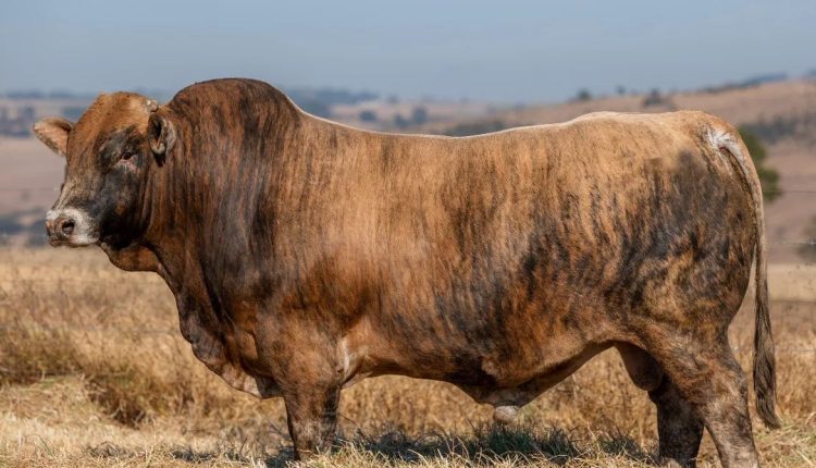 Pelagem Brindle ou ‘Tigrada’ em bovinos, características e implicações genéticas