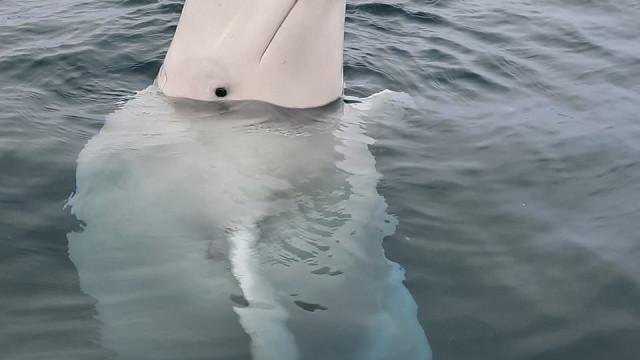 Baleia beluga Hvaldimir foi morta a tiros, revelam ativistas