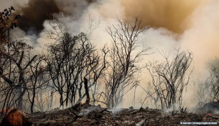 ‘Nossa principal suspeita é que foi criminoso’, diz ICMBio sobre incêndio na Floresta Nacional de Brasília