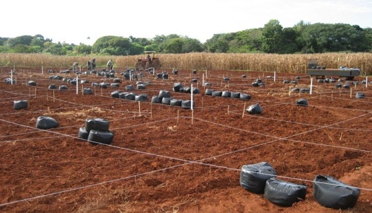 Novas evidências de que biocarvão de eucalipto pode melhorar a qualidade do solo