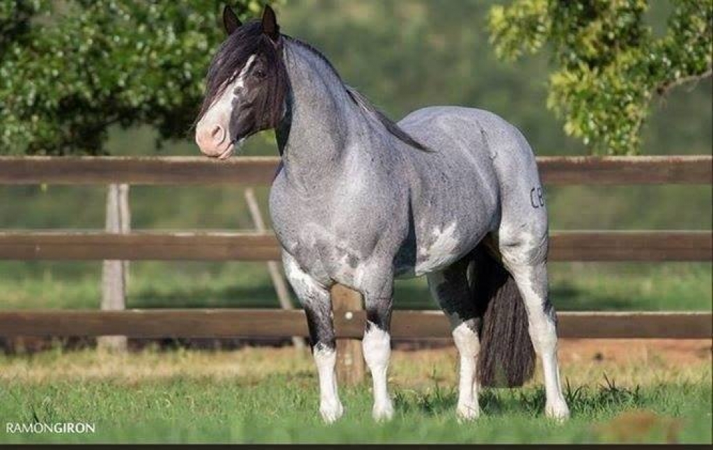 Cavalo Crioulo crava novo recorde em vendas na Expointer