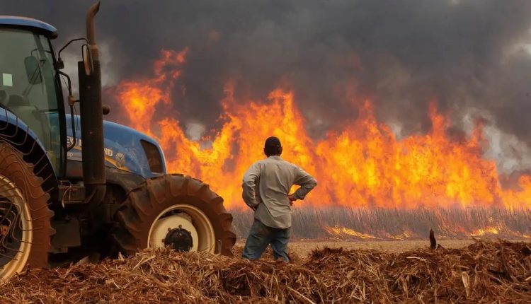 Incêndios: prejuízos ao setor de cana passam de R$ 800 milhões