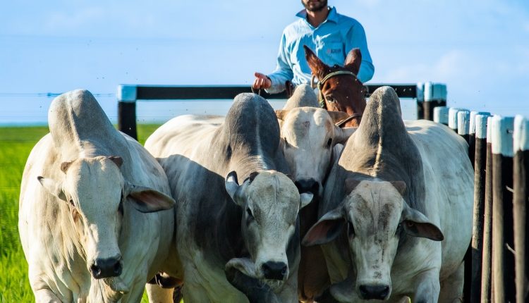 Embrapa testa produto que pode mudar alimentação do gado de corte