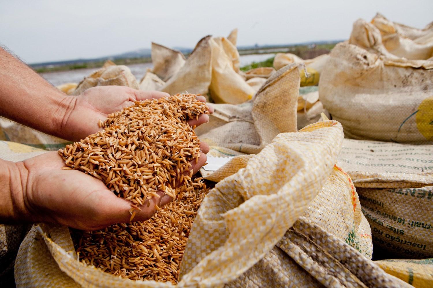 Conab adia leilão de compra de sementes de arroz destinadas à agricultura familiar no Rio Grande do Sul