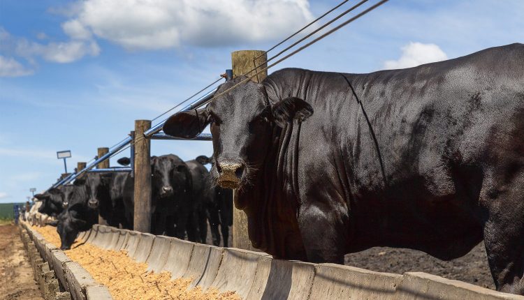 Gigante mundial lidera inovação no Programa Beef On Dairy no Brasil