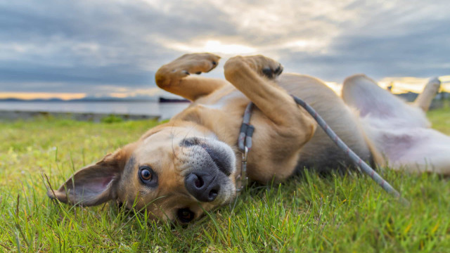 Passeio com cães e gatos: benefícios e cuidados com animais de estimação