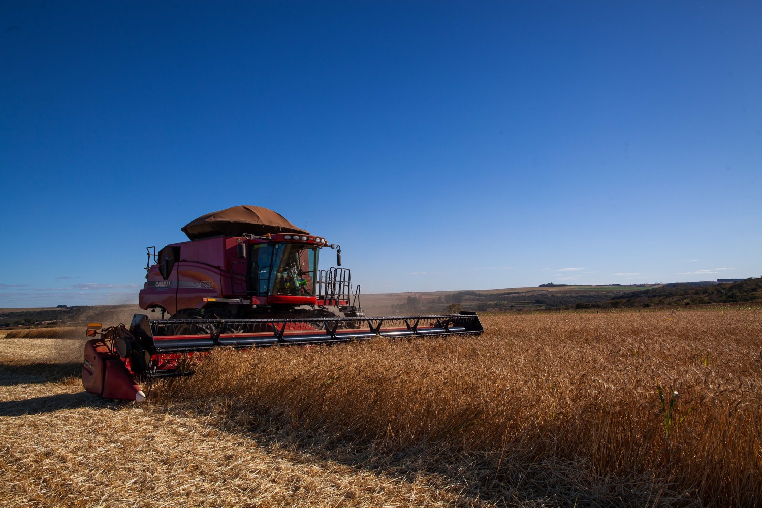 Mercado brasileiro de trigo tem poucos negócios com produtores focados nas lavouras