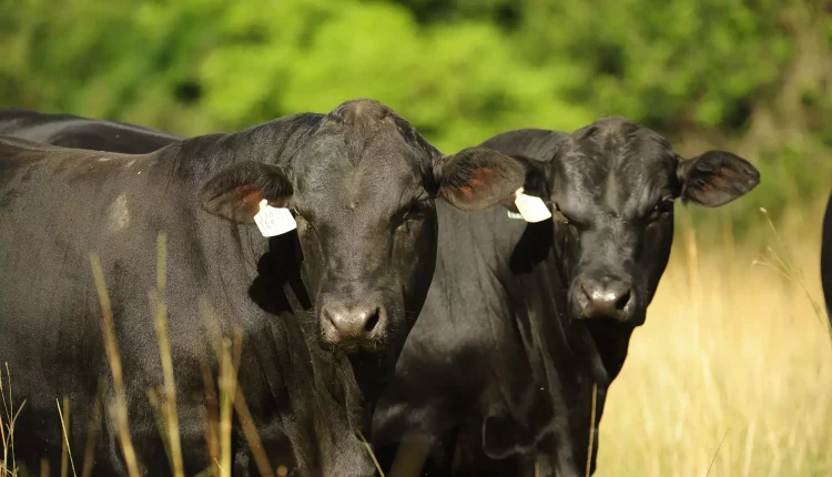 ‘Beef Tour’ vai percorrer Brasil e Argentina em busca da pecuária tecnológica