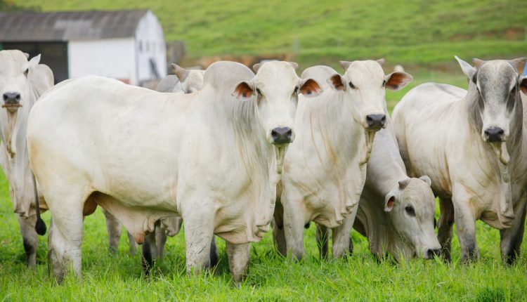 Nutrição: Estratégias essenciais do pasto na transição entre seca e chuvas