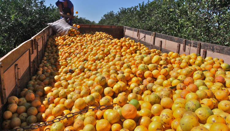 Maior demanda e nova estimativa de safra mantêm preços da laranja em alta