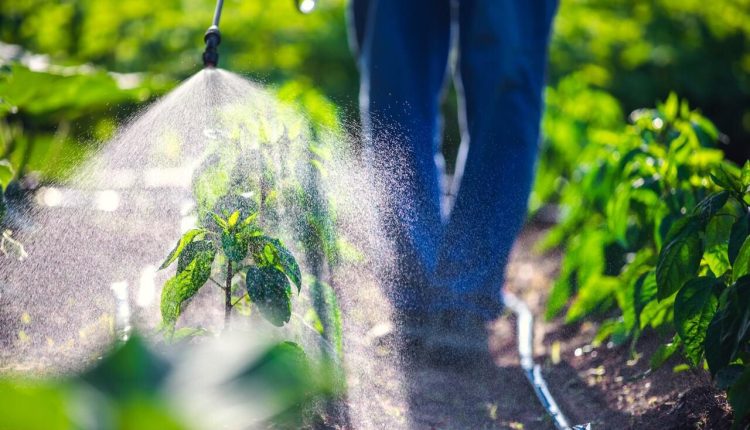 Valor da produção agrícola cai 2,3% em 2023