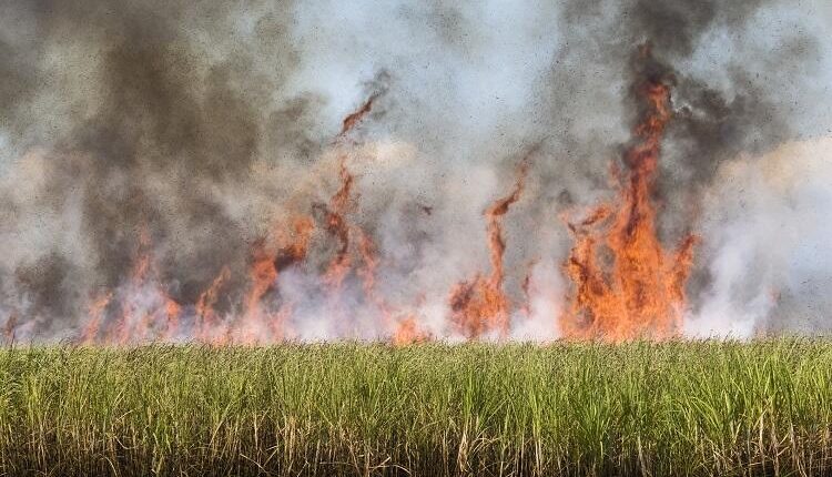 Fogo consome 230 mil hectares de cana em SP