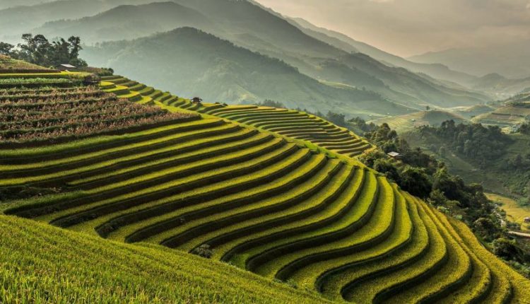 Terraceamento: como a técnica milenar impulsiona a agricultura sustentável no Brasil?