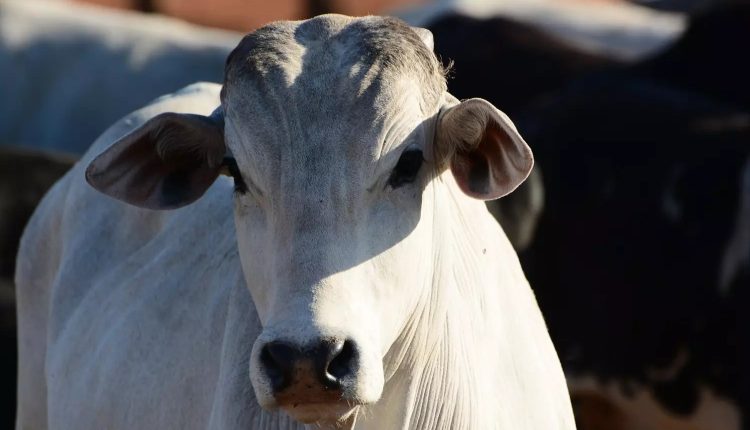 Carne bovina brasileira e os selos de certificação de sustentabilidade da produção