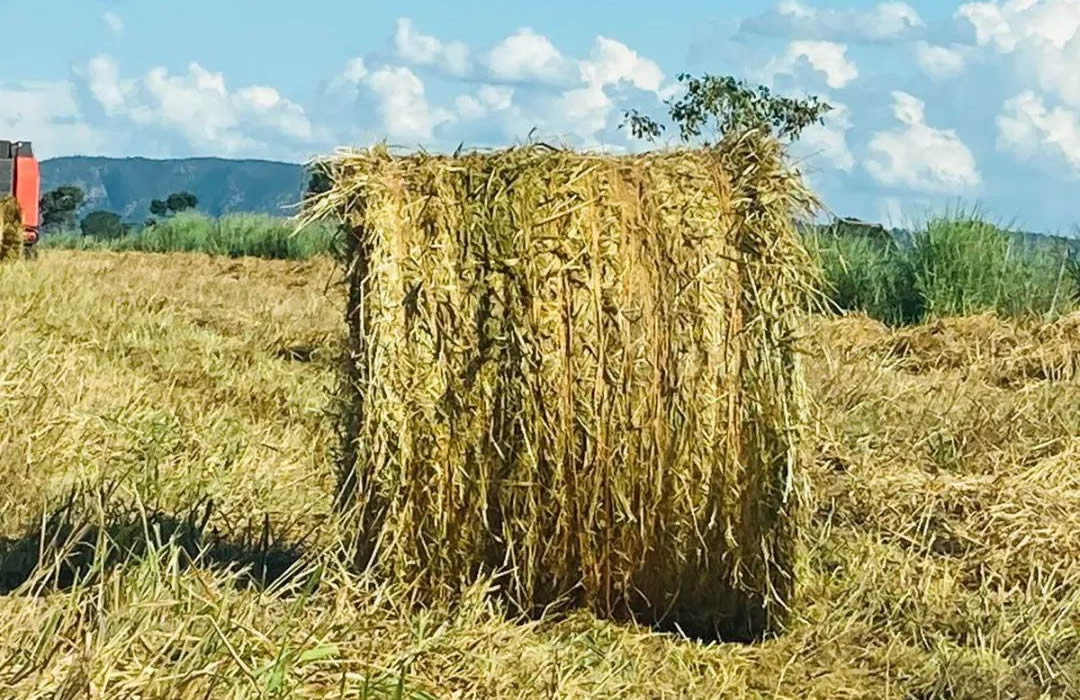 Abertura de mercados no Canadá para exportação de feno e fibra de coco do Brasil