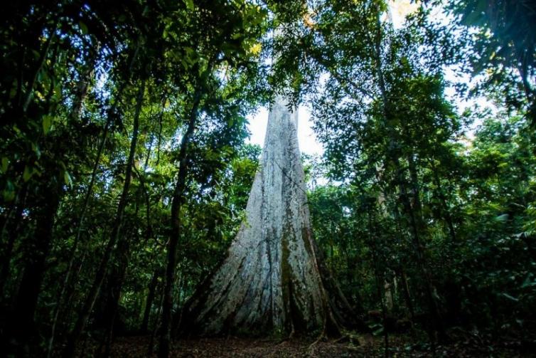 Emissão de gases do efeito estufa por queimadas na Amazônia cresce 60%