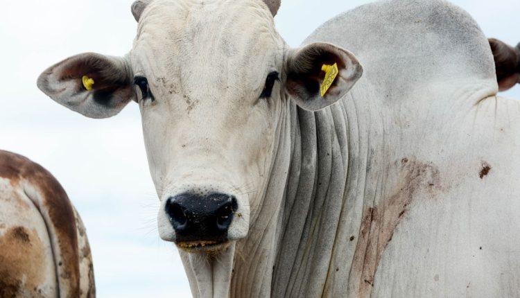 Boi/Cepea: preços da carne no atacado atingem máximas no ano