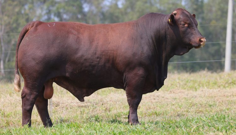 Leilão da Fazenda União do Brasil traz o melhor da raça Santa Gertrudis