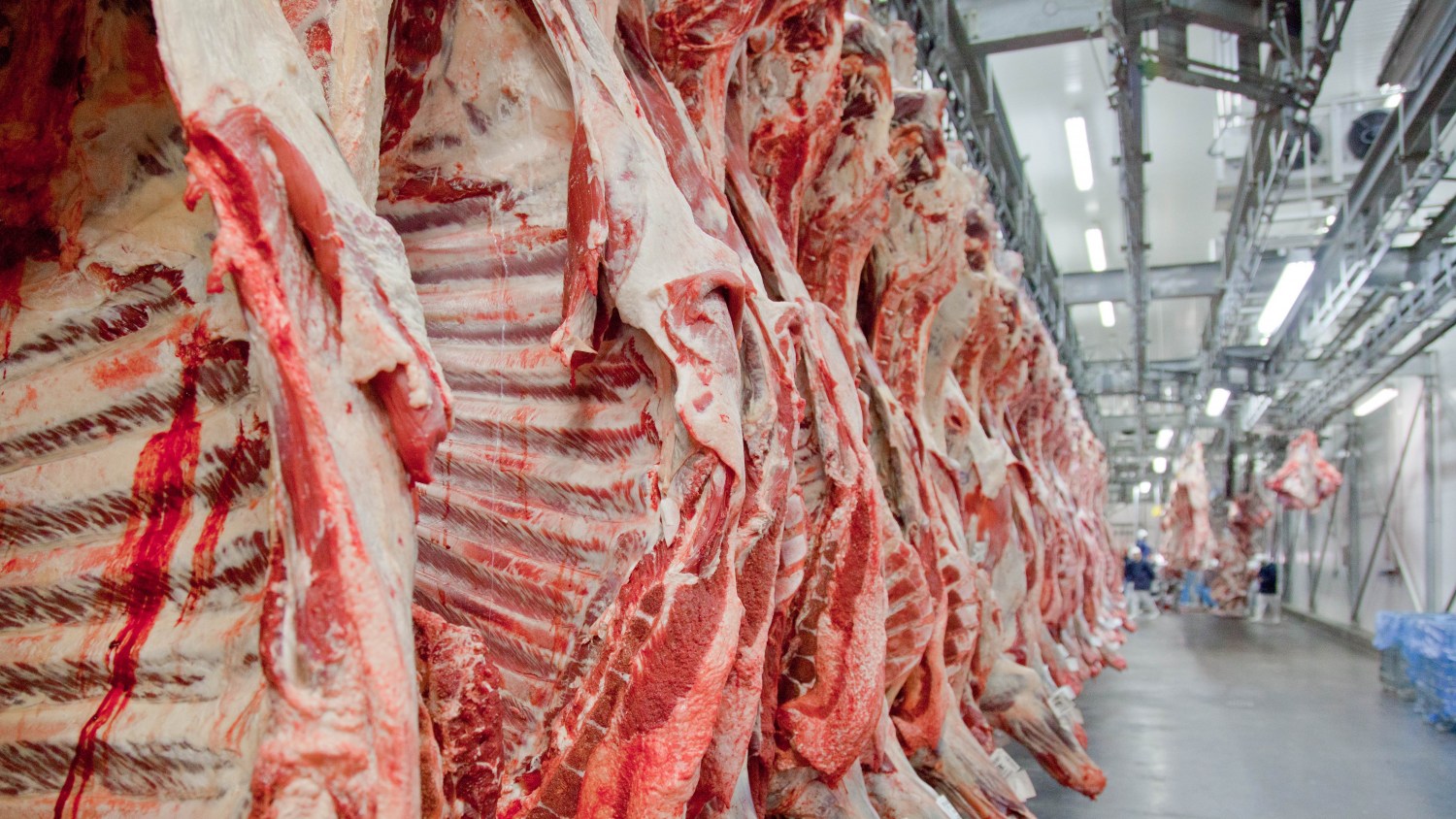 Exportações brasileiras de carne bovina devem crescer 2,5% em 2025, projeta Conab