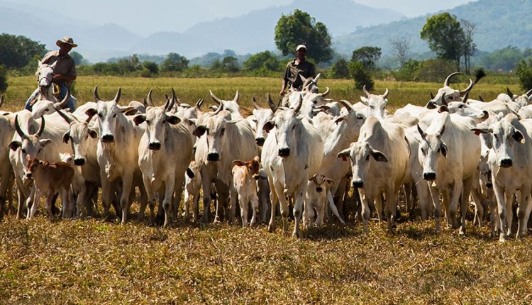 Rebanho bovino recorde: Brasil tem mais boi que gente com 238,6 milhões de cabeças