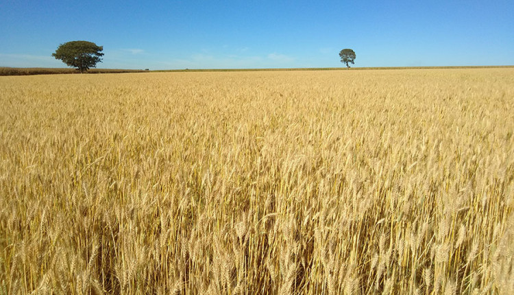 Compradores seguem cautelosos no Brasil e negócios com trigo são pontuais