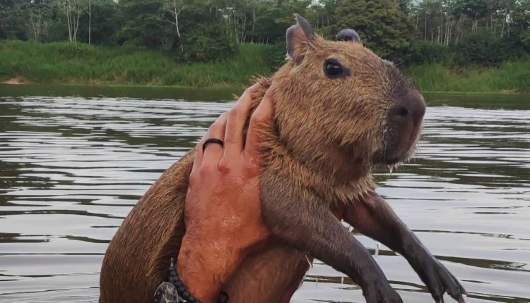 Projeto descriminaliza a posse e legaliza a criação de animal silvestre não ameaçado de extinção