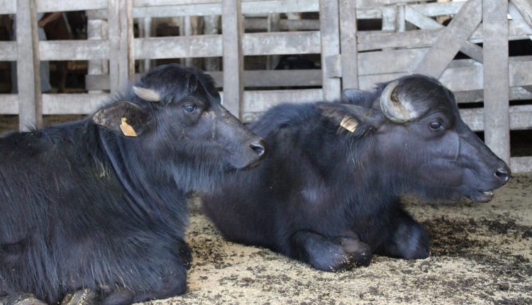 Cresce o interesse do consumidores pela carne de búfalo