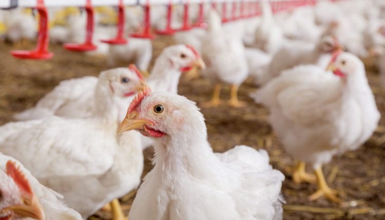 Poder de compra do frango cai frente ao milho, mas avança sobre farelo