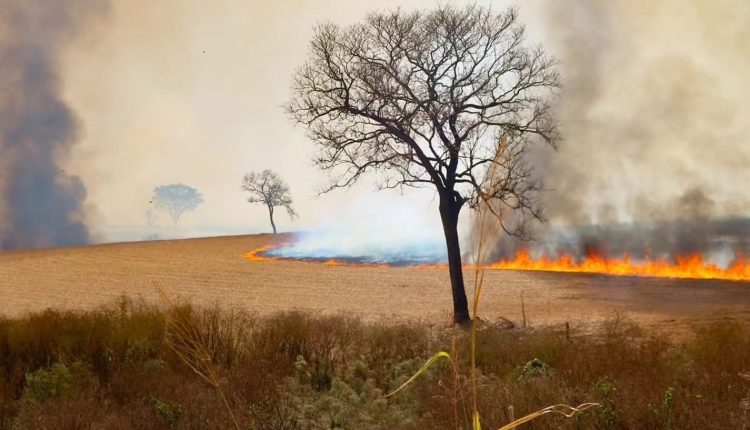 Brigadista morre durante combate a incêndio em São Paulo