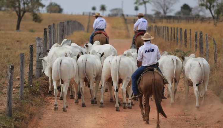 Nelorista promove festival de bovinos, caprinos, muares e cães em Goiás