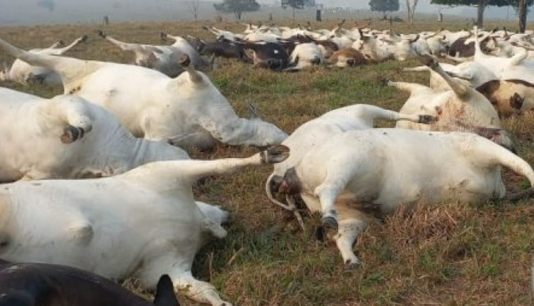 Raio mata quase 100 cabeças de gado em Rondônia