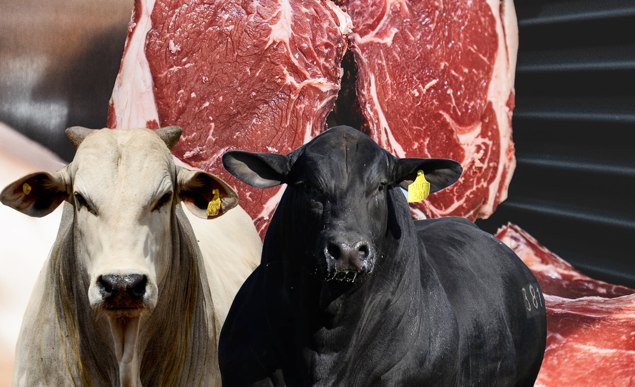 Carne bovina é um dos principais produtos pecuários nas exportações brasileiras