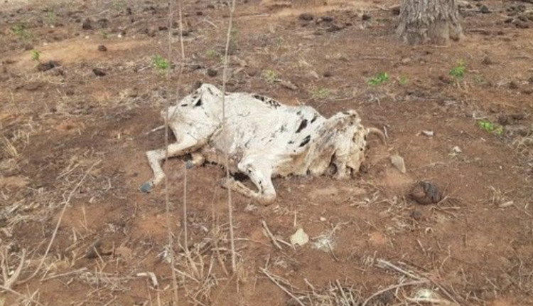 Fazendeiro é multado em R$ 1 milhão após gado morrer de fome em meio à seca no Pantanal