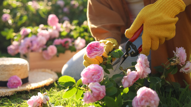 Erros que deve evitar ao podar as plantas