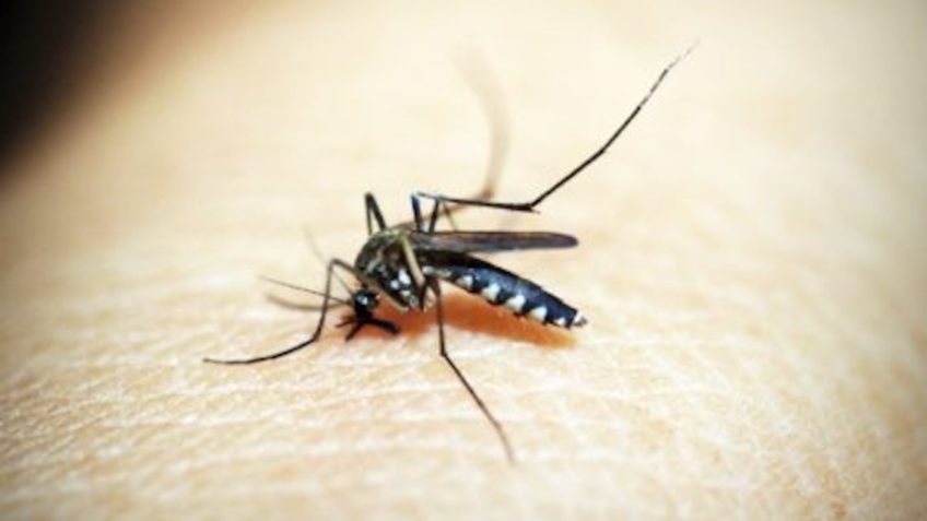 Dengue: Brasil soma 21 mortes em 2025; 14 são em São Paulo