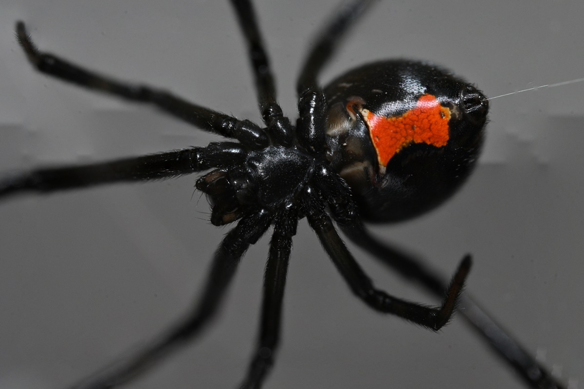 Caso raro: mulher mói aranha viúva-negra inteira e injeta em si mesma