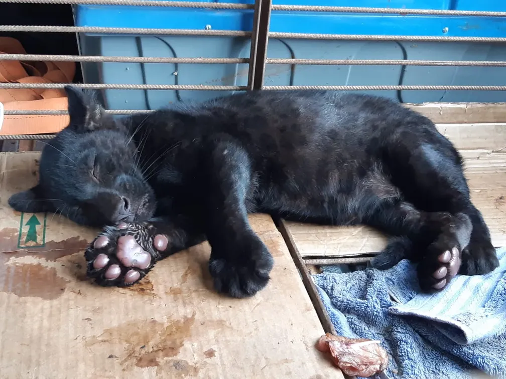 Fazendeiro entrega filhote de onça ao Ibama; Vídeo