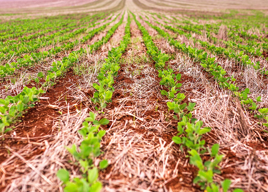 Novas cultivares de soja combinam resistência a pragas e tolerância a herbicidas