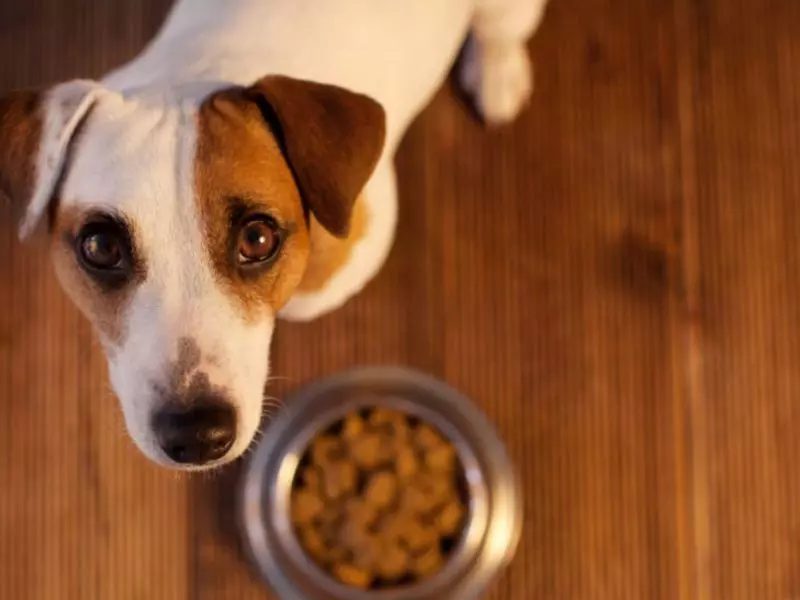 Marca famosa de ração de cachorro é contaminada com bactéria