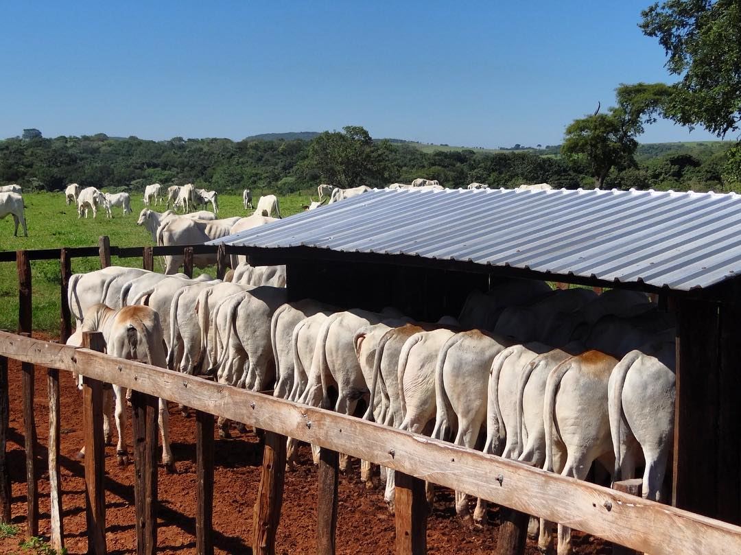 Gado de corte: Implantação de creep feeding