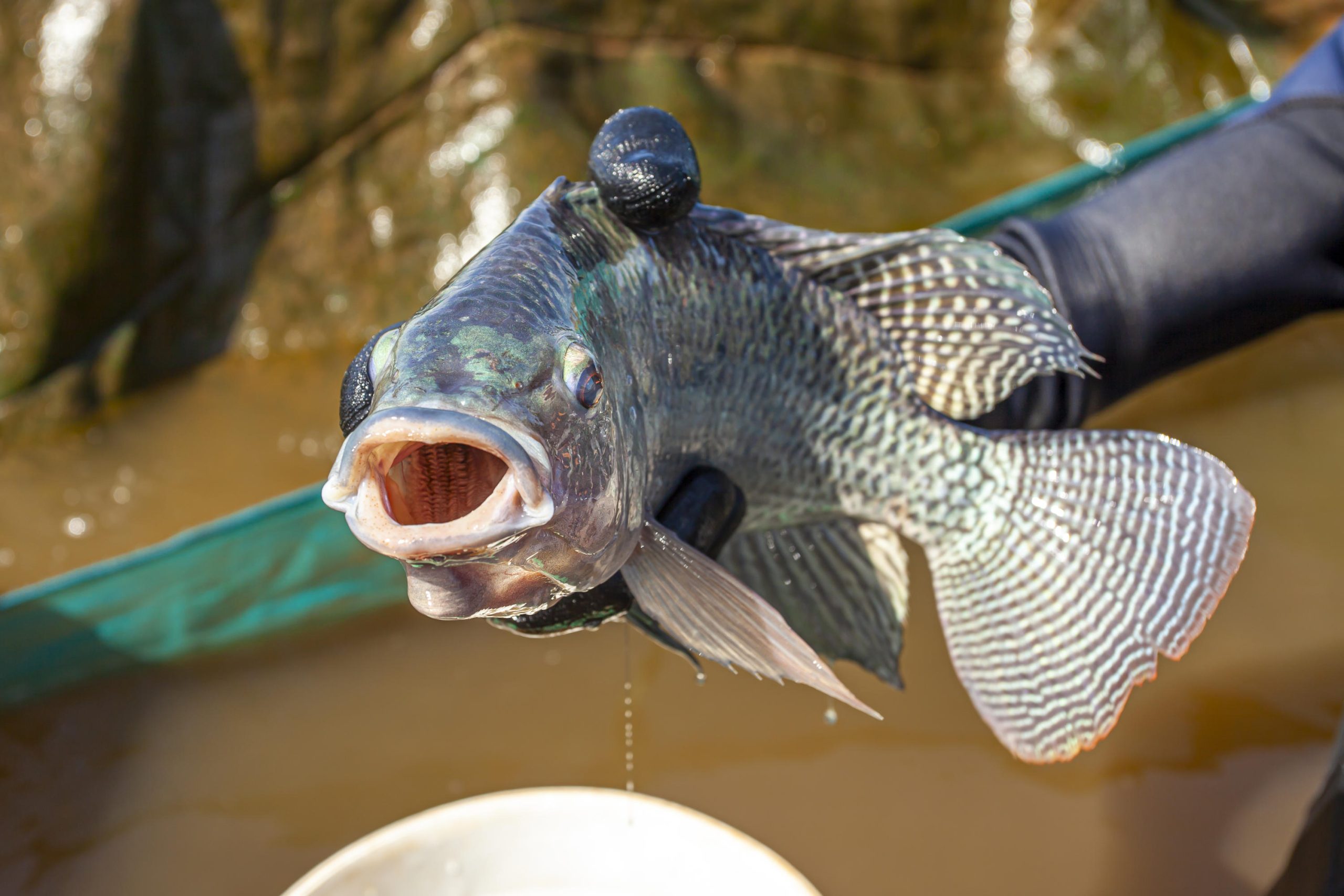 Conheça a ‘Capital do Peixe’, cidade produz mais de 2 mil kg de peixe por habitante