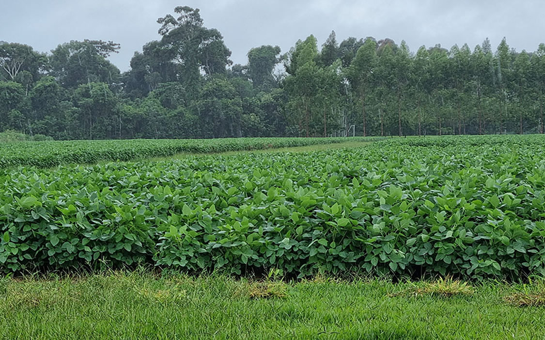 MT avança mais devagar com colheita de soja por chuvas, mas produtividade é elevada, diz Imea