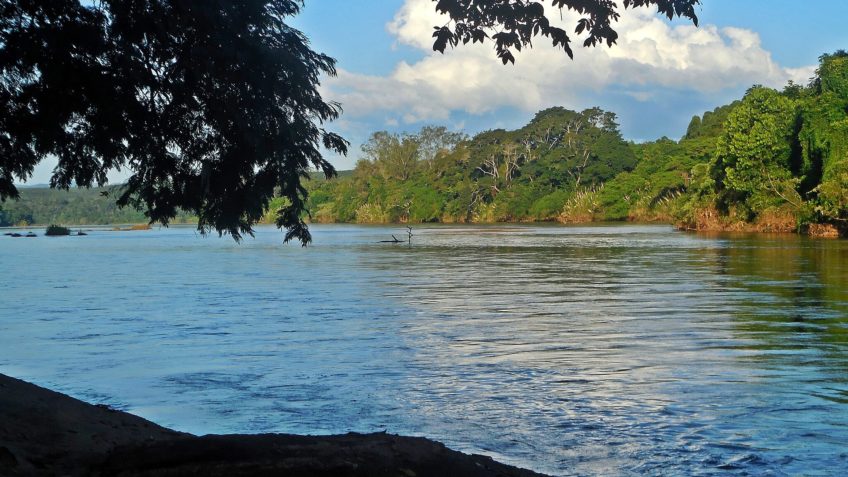 MG planta 2 mi de mudas para reflorestamento da Mata Atlântica