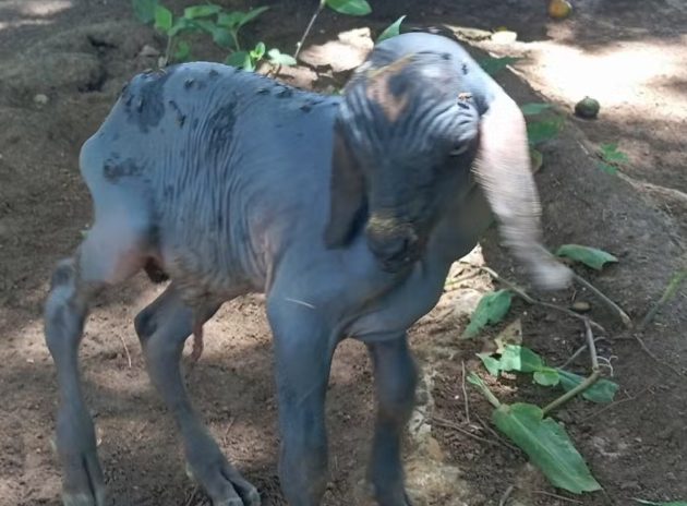 Cabrito nasce sem pelos e chama a atenção no interior do RN