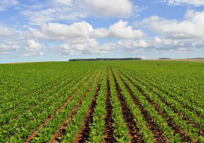 Colheita da soja atinge 60,9% da área plantada no País, afirma Conab