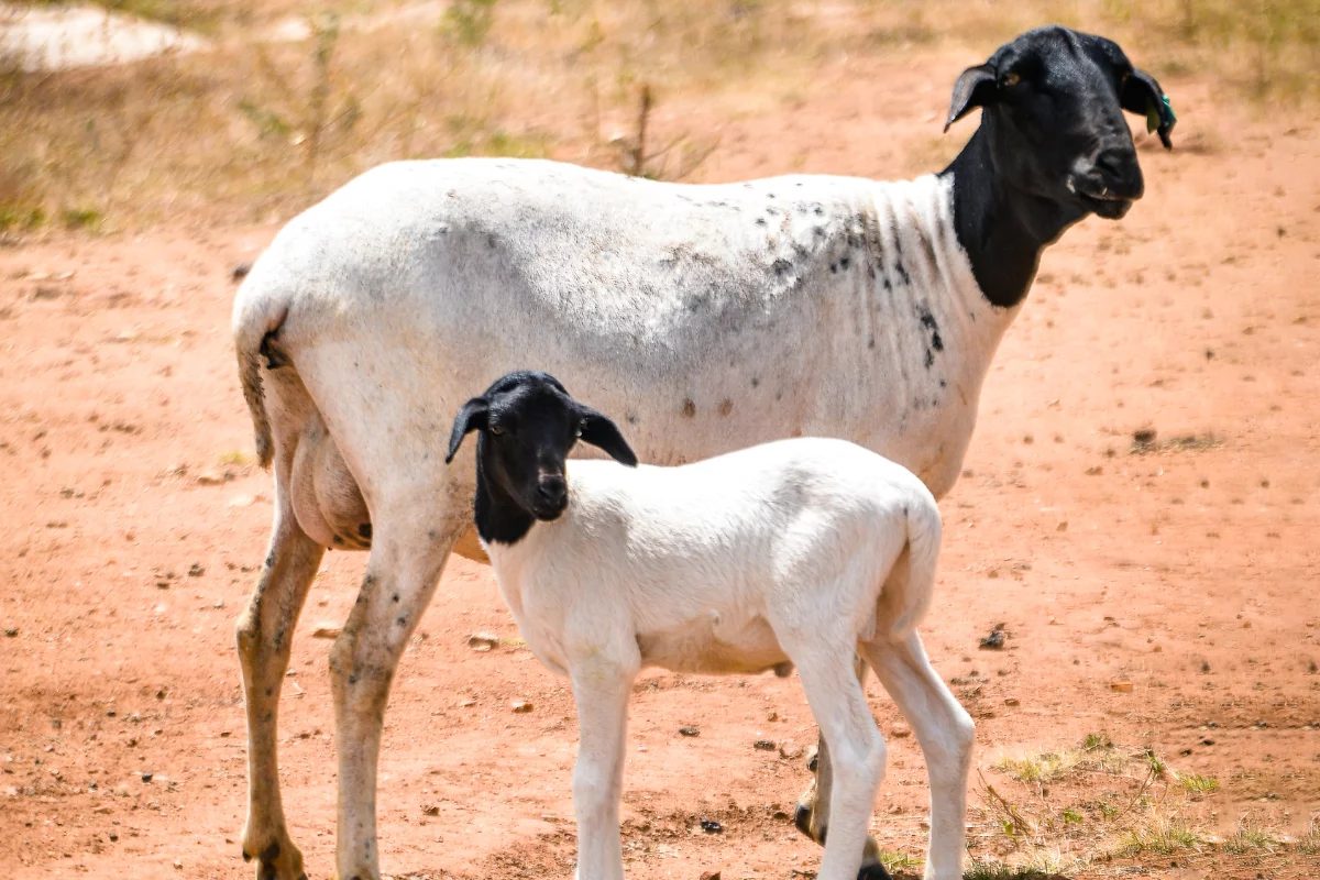 Soinga: Nova raça de ovelha atinge 70 kg, tem carne premium e é adaptada ao Nordeste