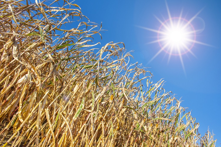 Câmara lança página especial sobre mudanças climáticas e produção de alimentos