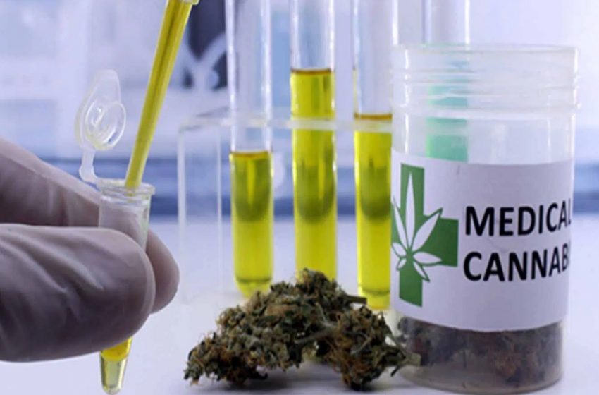 UFLA é a única do País certificada para projetos com Cannabis medicinal geneticamente modificada